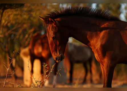 Lusitanos Mix, Hengst, 1 Jahr, 155 cm, Dunkelbrauner