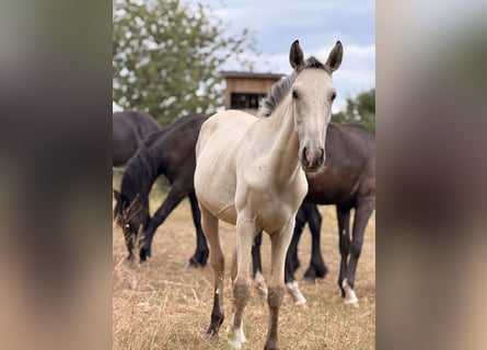 Lusitanos, Hengst, 1 Jahr, 164 cm, Buckskin