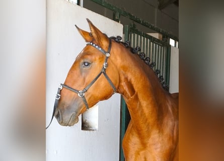 Lusitanos, Hengst, 1 Jahr, 165 cm, Brauner