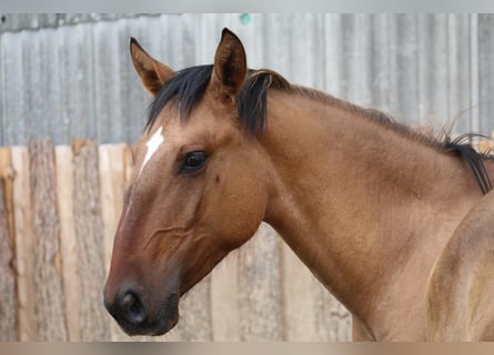 Lusitanos, Hengst, 1 Jahr, 165 cm, Buckskin