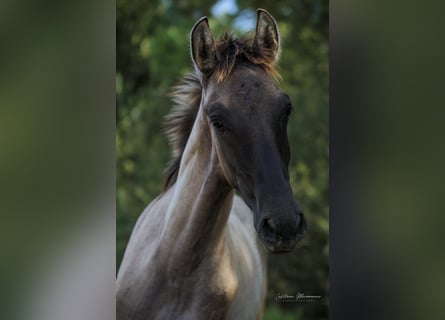 Lusitanos, Hengst, 1 Jahr, 166 cm, Braunfalbschimmel