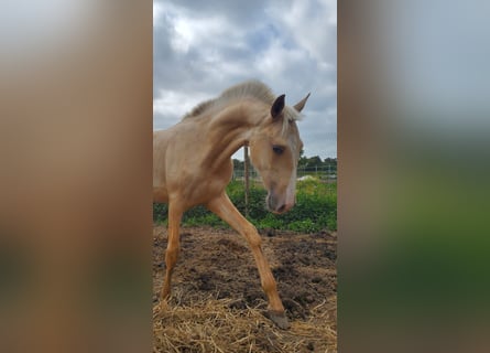 Lusitanos, Hengst, 1 Jahr, 166 cm, Palomino
