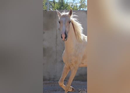 Lusitanos, Hengst, 1 Jahr, 166 cm, Palomino