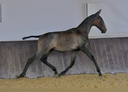 Lusitanos, Hengst, 1 Jahr, 168 cm, Schimmel