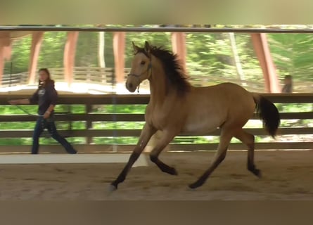Lusitanos, Hengst, 1 Jahr, Buckskin