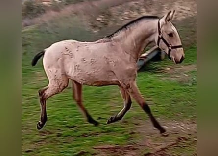 Lusitanos, Hengst, 1 Jahr, Falbe