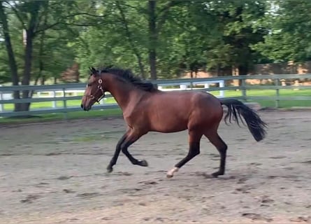 Lusitanos, Hengst, 1 Jahr, Rotbrauner