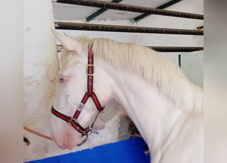Lusitanos, Hengst, 2 Jahre, 155 cm, Perlino