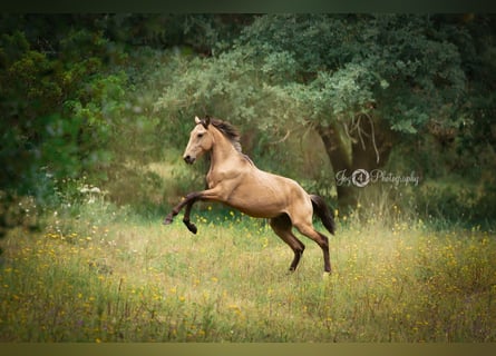 Lusitanos, Hengst, 2 Jahre, 161 cm, Buckskin