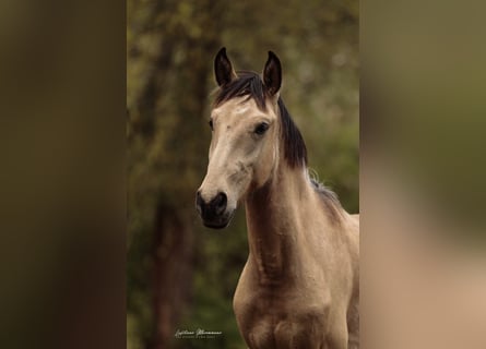 Lusitanos, Hengst, 2 Jahre, 161 cm, Buckskin