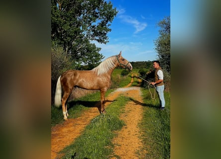 Lusitanos, Hengst, 2 Jahre, 161 cm, Pearl