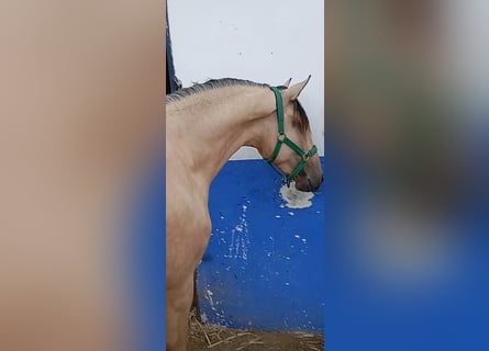 Lusitanos, Hengst, 2 Jahre, 162 cm, Falbe