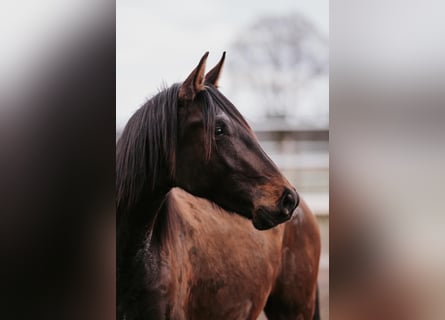 Lusitanos, Hengst, 2 Jahre, 166 cm, Brauner