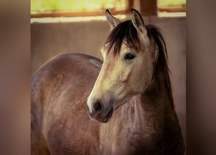 Lusitanos, Hengst, 2 Jahre, 166 cm, Falbe