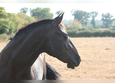Lusitanos, Hengst, 2 Jahre, Dunkelbrauner