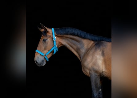 Lusitanos, Hengst, 3 Jahre, 145 cm, Buckskin