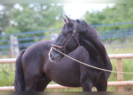 Lusitanos, Hengst, 3 Jahre, 153 cm, Rappe