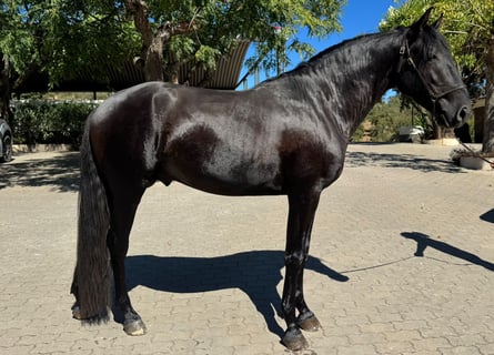 Lusitanos, Hengst, 3 Jahre, 155 cm, Rappe