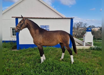 Lusitanos, Hengst, 3 Jahre, 158 cm, Buckskin