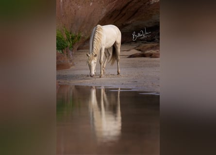 Lusitanos, Hengst, 3 Jahre, 158 cm, Perlino