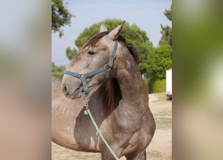 Lusitanos, Hengst, 3 Jahre, 160 cm, Apfelschimmel