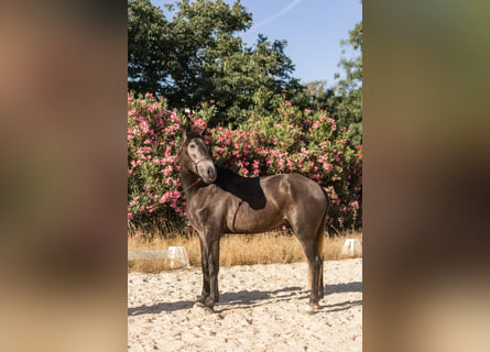 Lusitanos, Hengst, 3 Jahre, 160 cm, Blauschimmel