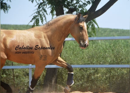 Lusitanos, Hengst, 3 Jahre, 160 cm, Buckskin