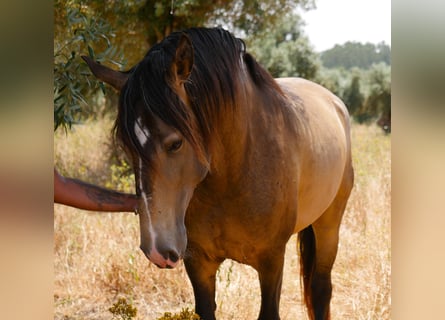 Lusitanos, Hengst, 3 Jahre, 160 cm, Buckskin