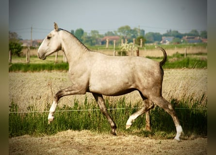 Lusitanos, Hengst, 3 Jahre, 160 cm, Schimmel