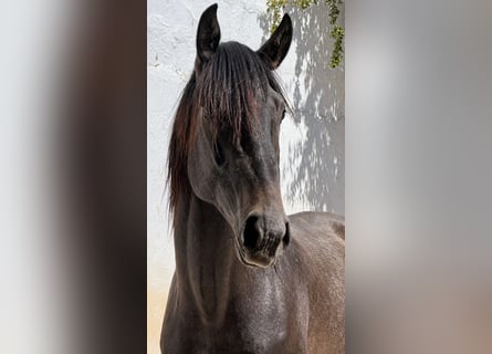 Lusitanos, Hengst, 3 Jahre, 160 cm, Schimmel