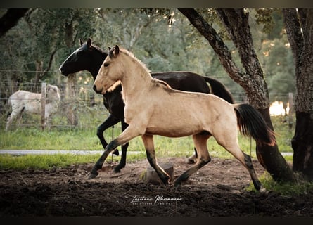 Lusitanos, Hengst, 3 Jahre, 161 cm, Buckskin