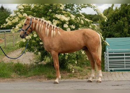 Lusitanos, Hengst, 3 Jahre, 163 cm, Palomino