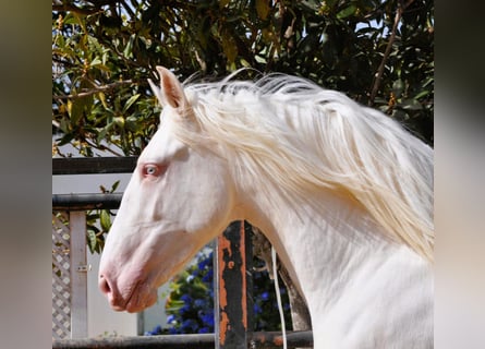 Lusitanos Mix, Hengst, 3 Jahre, 164 cm, Cremello