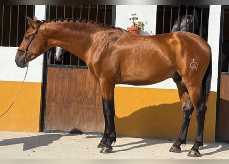 Lusitanos, Hengst, 3 Jahre, 165 cm, Brauner