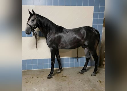 Lusitanos, Hengst, 3 Jahre, 165 cm, Schimmel