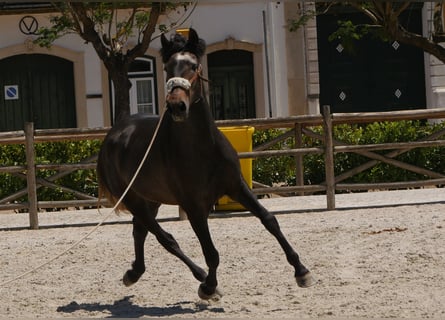 Lusitanos, Hengst, 3 Jahre, 166 cm, Rappschimmel