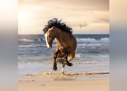 Lusitanos, Hengst, 3 Jahre, 172 cm, Buckskin