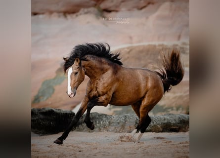 Lusitanos, Hengst, 3 Jahre, 172 cm, Buckskin