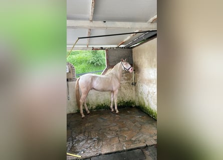 Lusitanos, Hengst, 3 Jahre, Cremello