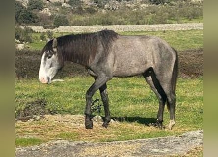 Lusitanos Mix, Hengst, 3 Jahre, Schimmel