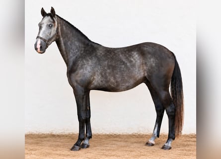 Lusitanos, Hengst, 3 Jahre, Schimmel