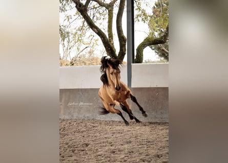 Lusitanos, Hengst, 4 Jahre, 155 cm, Falbe