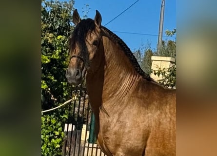 Lusitanos, Hengst, 4 Jahre, 160 cm, Buckskin