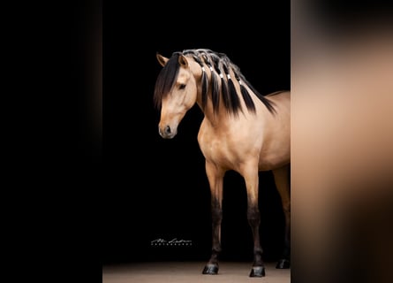 Lusitanos Mix, Hengst, 4 Jahre, 160 cm, Falbe