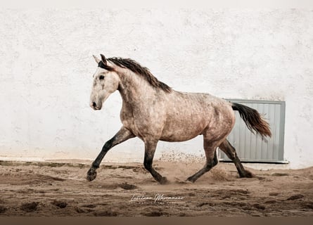Lusitanos, Hengst, 4 Jahre, 160 cm, Schimmel
