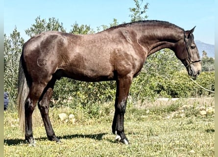 Lusitanos, Hengst, 4 Jahre, 162 cm, Apfelschimmel