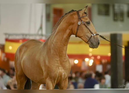 Lusitanos, Hengst, 4 Jahre, 162 cm, Falbe