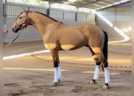 Lusitanos, Hengst, 4 Jahre, 162 cm, Falbe