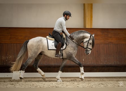 Lusitanos, Hengst, 4 Jahre, 162 cm, Schimmel