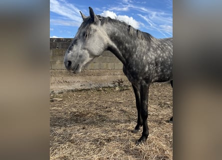 Lusitanos, Hengst, 4 Jahre, 163 cm, Apfelschimmel